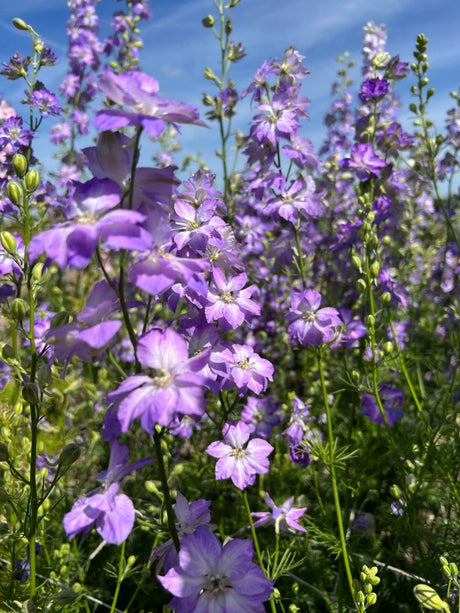 Larkspur Fancy Purple Picotee Seeds - Dandys Landscape Supplies