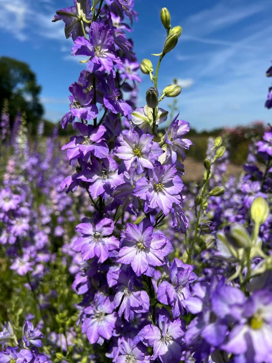 Larkspur Fancy Purple Picotee Seeds - Dandys Landscape Supplies