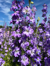 Larkspur Fancy Purple Picotee Seeds - Dandys Landscape Supplies