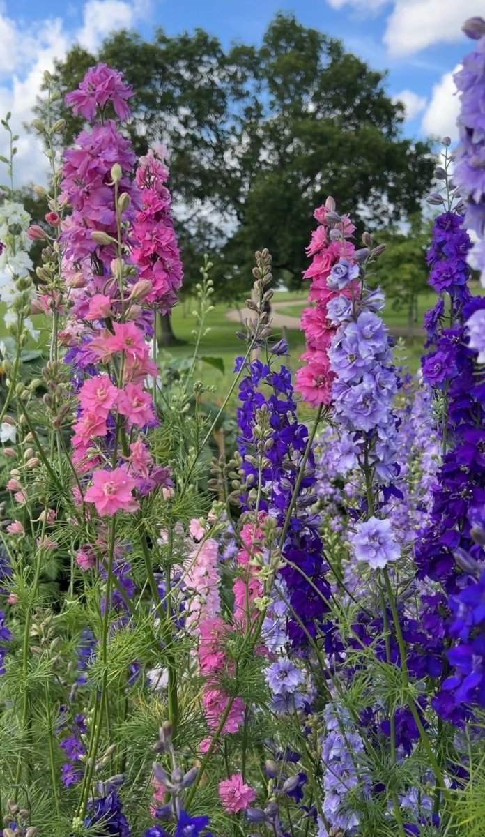 Larkspur Giant Imperial Mix - Dandys Landscape Supplies