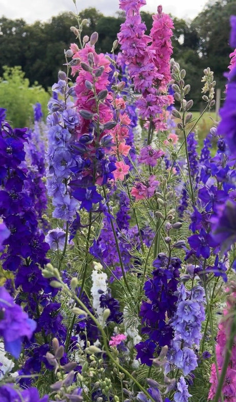 Larkspur Giant Imperial Mix - Dandys Landscape Supplies