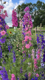 Larkspur Giant Imperial Mix - Dandys Landscape Supplies