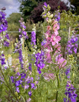 Larkspur Limelight Mix Seeds - Dandys Landscape Supplies
