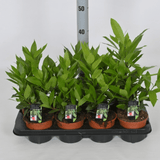 Laurel Bay Tree - Dandys Landscape Supplies