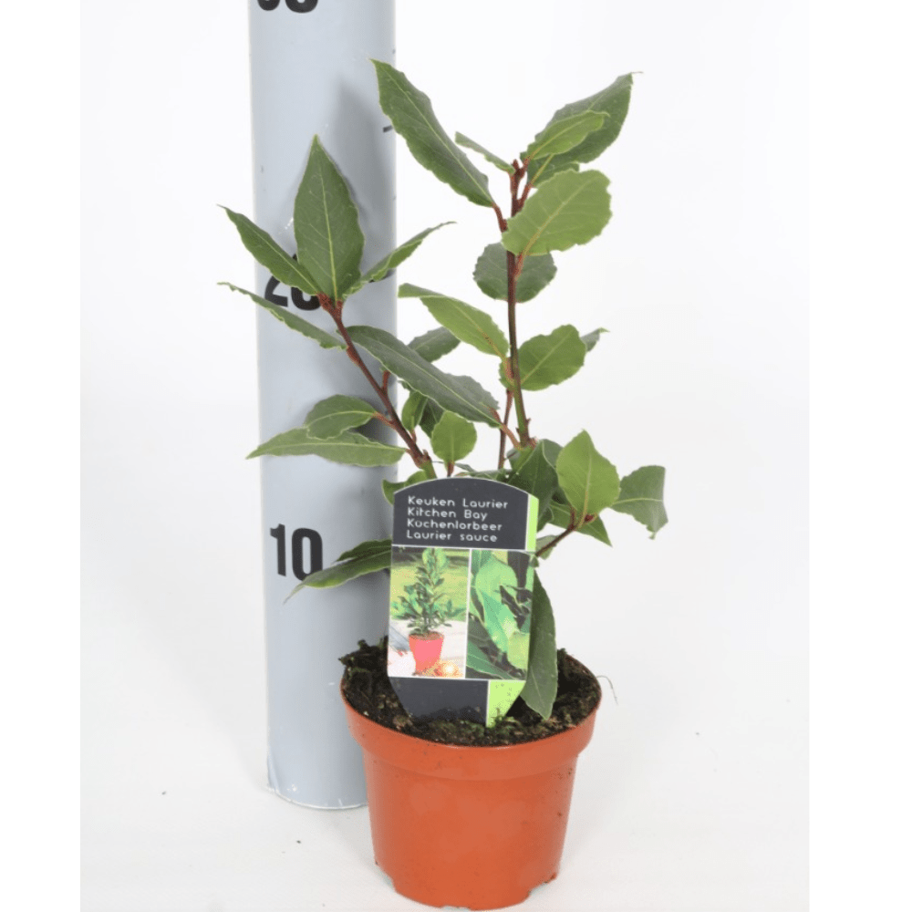 Laurel Bay Tree - Dandys Landscape Supplies