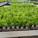 Laurel Bay Tree - Dandys Landscape Supplies