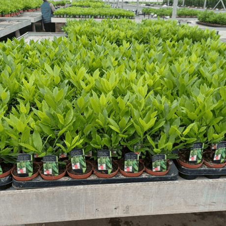 Laurel Bay Tree - Dandys Landscape Supplies