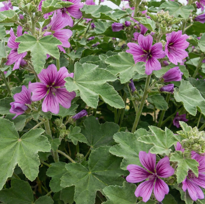 Lavatera Arborea – Dandy's Topsoil & Landscape Supplies