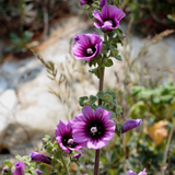 Lavatera Arborea Seeds - Dandys Landscape Supplies