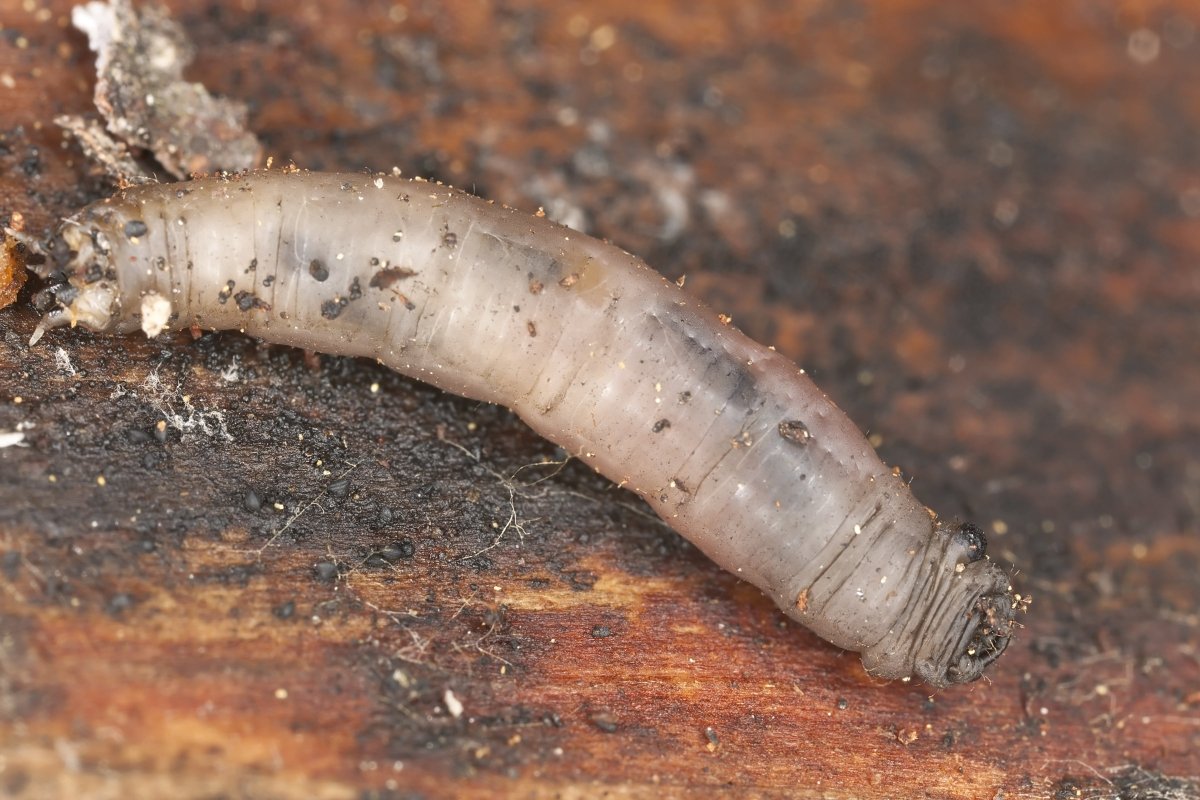 Leatherjacket Nematodes - Dandys Landscape Supplies
