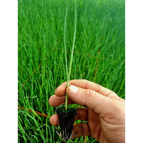 Leek Plug Plants "Grow Your Own" Vegetables **Letterbox Friendly** - Dandys Landscape Supplies