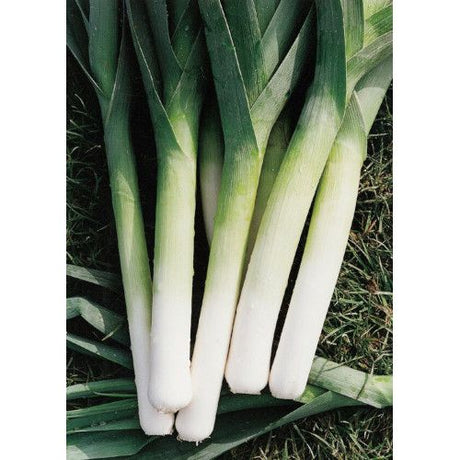 Leek Plug Plants "Grow Your Own" Vegetables **Letterbox Friendly** - Dandys Landscape Supplies