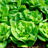 Lettuce Seeds - All the year round - Dandys Landscape Supplies