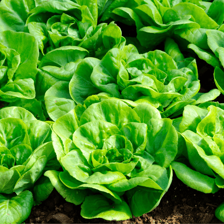 Lettuce Seeds - All the year round - Dandys Landscape Supplies