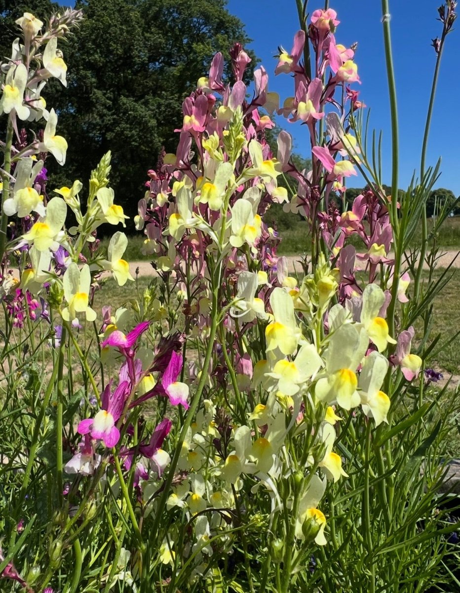Linaria Fairy Bouquet Mix - Dandys Landscape Supplies