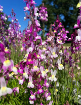 Linaria Fairy Bouquet Mix - Dandys Landscape Supplies