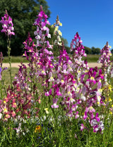 Linaria Fairy Bouquet Mix - Dandys Landscape Supplies