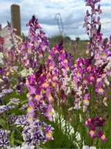 Linaria Fairy Bouquet Mix - Dandys Landscape Supplies
