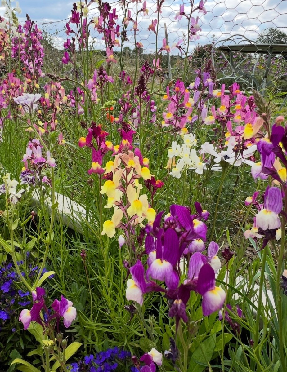 Linaria Fairy Bouquet Mix - Dandys Landscape Supplies