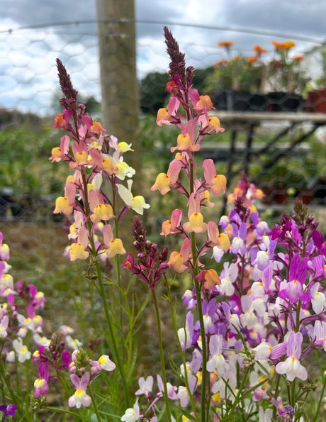 Linaria Fairy Bouquet Mix - Dandys Landscape Supplies
