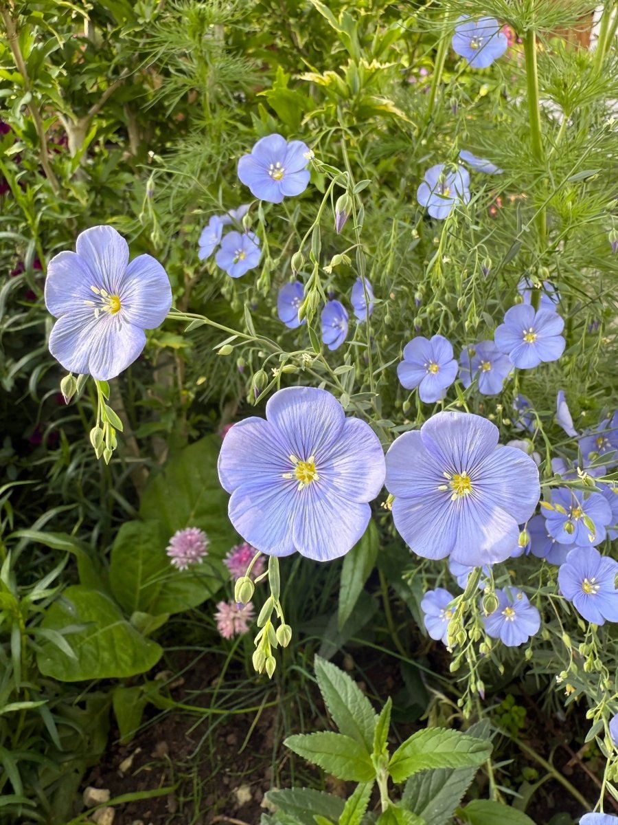 Linum Blue Flax - Dandys Landscape Supplies