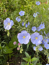 Linum Blue Flax - Dandys Landscape Supplies