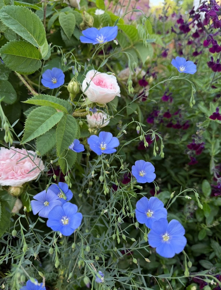 Linum Blue Flax - Dandys Landscape Supplies