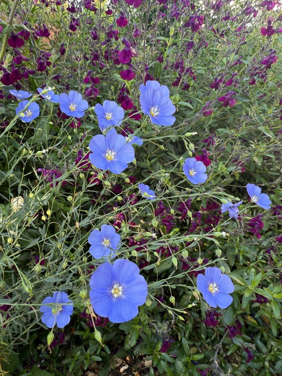 Linum Blue Flax - Dandys Landscape Supplies