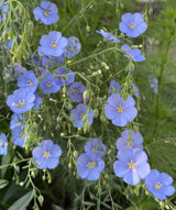 Linum Blue Flax - Dandys Landscape Supplies