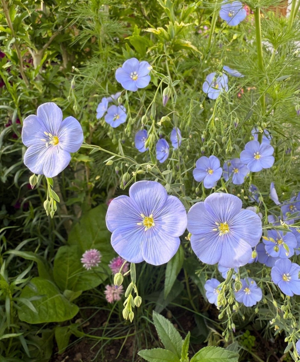 Linum Blue Flax - Dandys Landscape Supplies