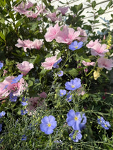 Linum Blue Flax - Dandys Landscape Supplies