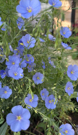 Linum Blue Flax - Dandys Landscape Supplies