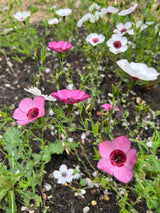 Linum Bright Eyes Seeds - Dandys Landscape Supplies