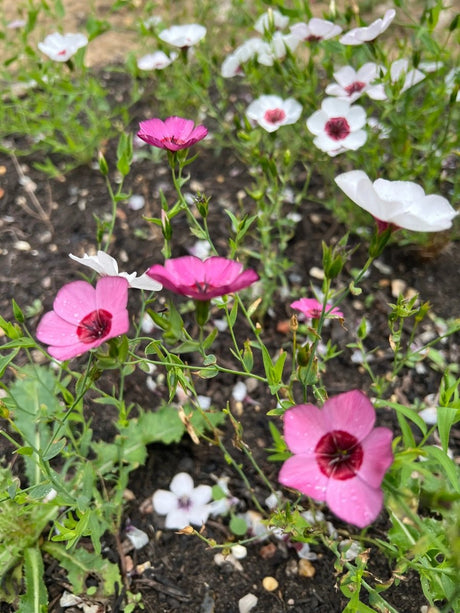 Linum Bright Eyes Seeds - Dandys Landscape Supplies