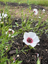 Linum Bright Eyes Seeds - Dandys Landscape Supplies