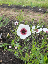 Linum Bright Eyes Seeds - Dandys Landscape Supplies