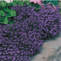 Lobelia Crystal palace Flower Seeds - Dandys Landscape Supplies