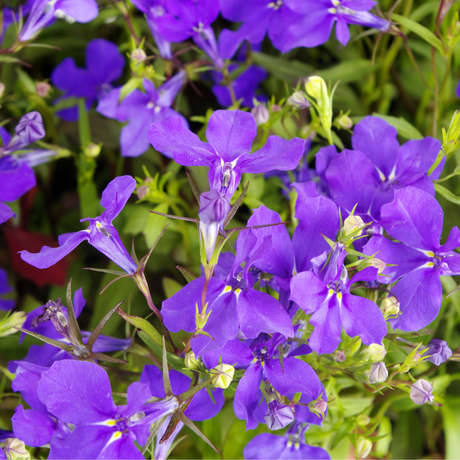 Lobelia Crystal palace Flower Seeds - Dandys Landscape Supplies