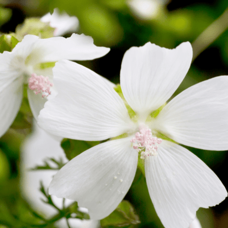 Malva moschata Alba Seeds - Dandys Landscape Supplies