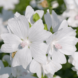 Malva moschata Alba Seeds - Dandys Landscape Supplies