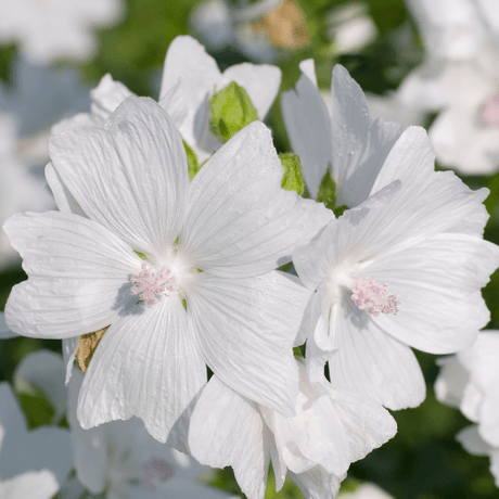 Malva moschata Alba Seeds - Dandys Landscape Supplies