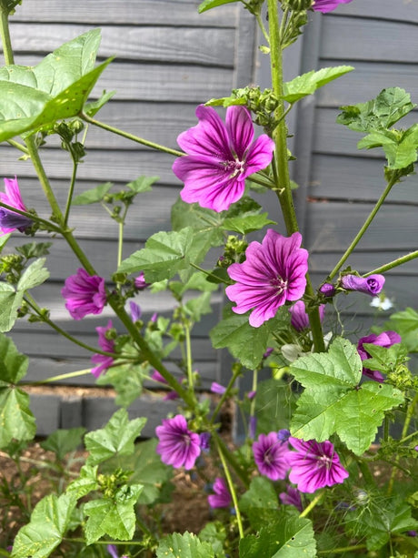 Malva Mystic Merlin Seeds - Dandys Landscape Supplies