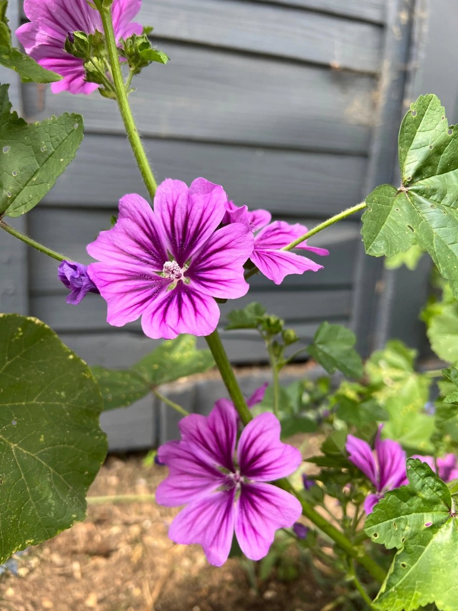Malva Mystic Merlin Seeds - Dandys Landscape Supplies