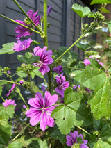 Malva Mystic Merlin Seeds - Dandys Landscape Supplies