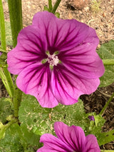 Malva Mystic Merlin Seeds - Dandys Landscape Supplies