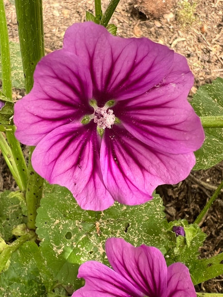Malva Mystic Merlin Seeds - Dandys Landscape Supplies