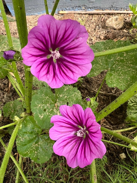 Malva Mystic Merlin Seeds - Dandys Landscape Supplies