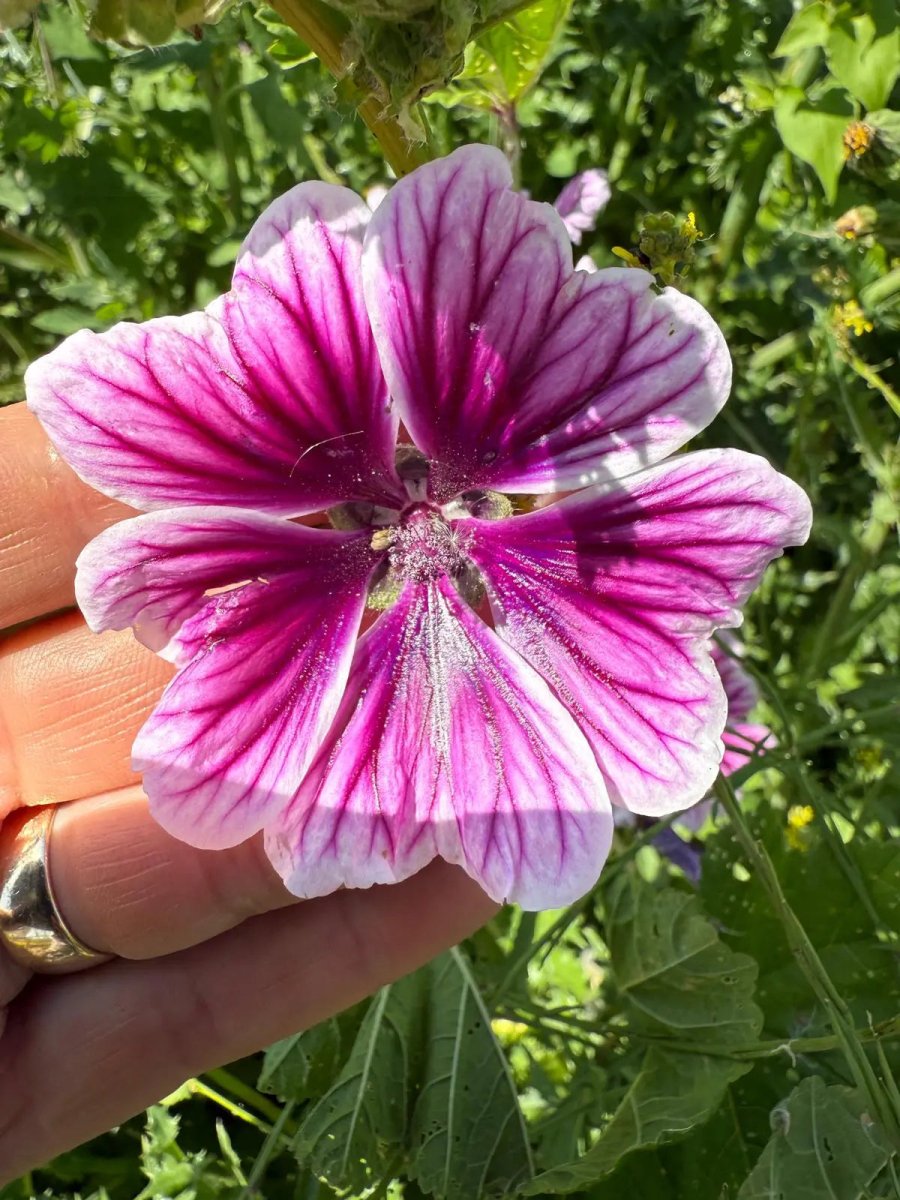 Malva Zebrina Seeds - Dandys Landscape Supplies