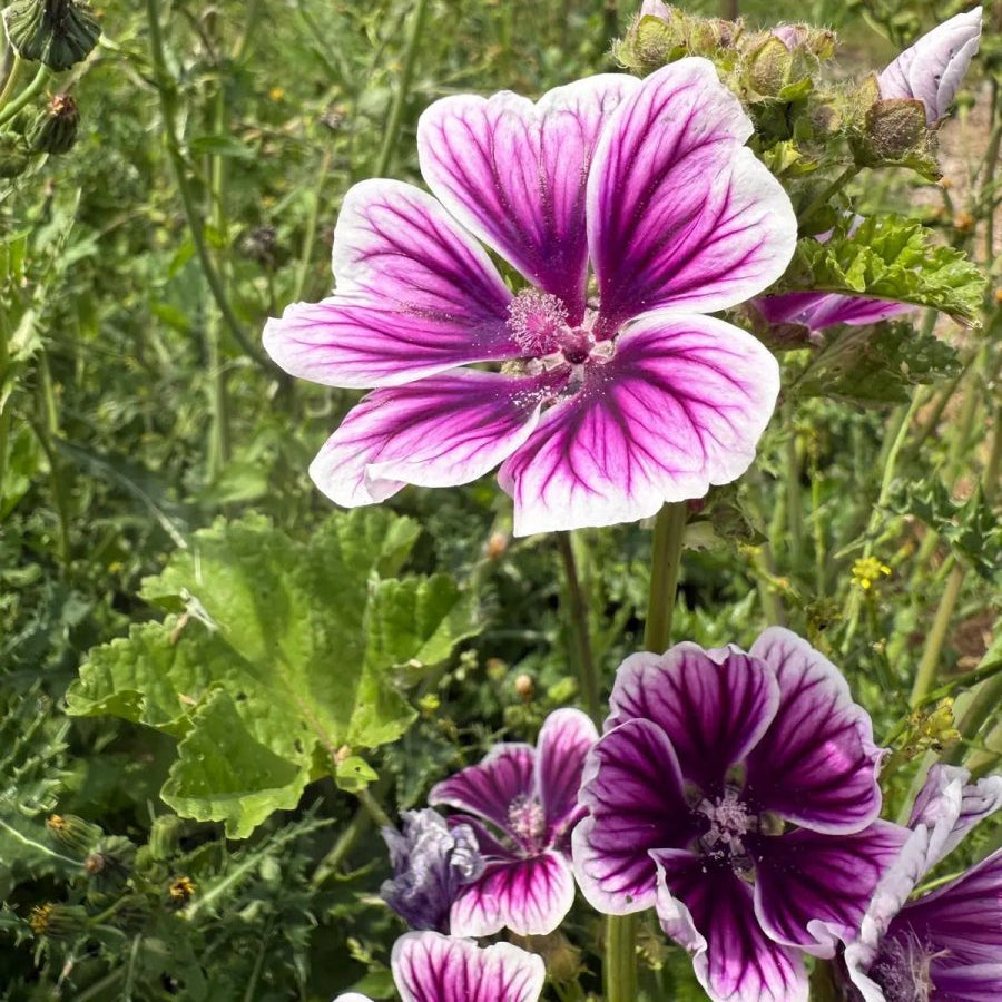 Malva Zebrina Seeds - Dandys Landscape Supplies