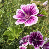 Malva Zebrina Seeds - Dandys Landscape Supplies